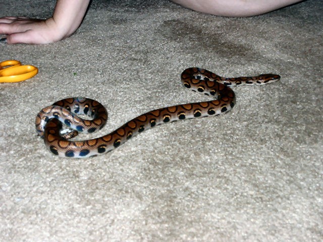 My BRB, Iris
