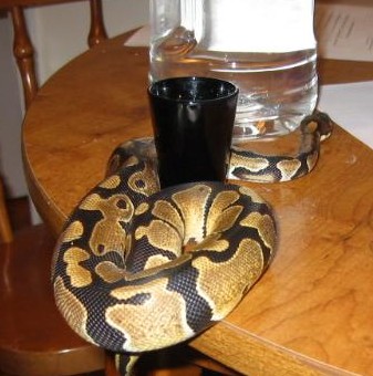 Hermes hitting the bottle