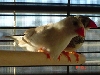my finches