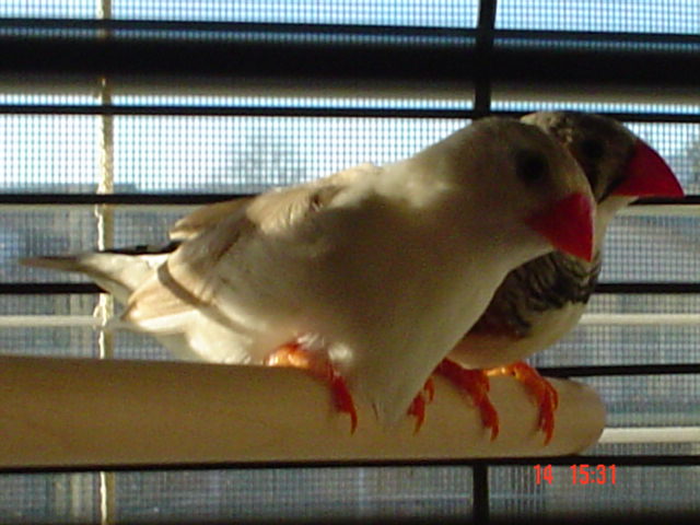 my finches