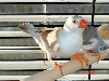 Female Finch