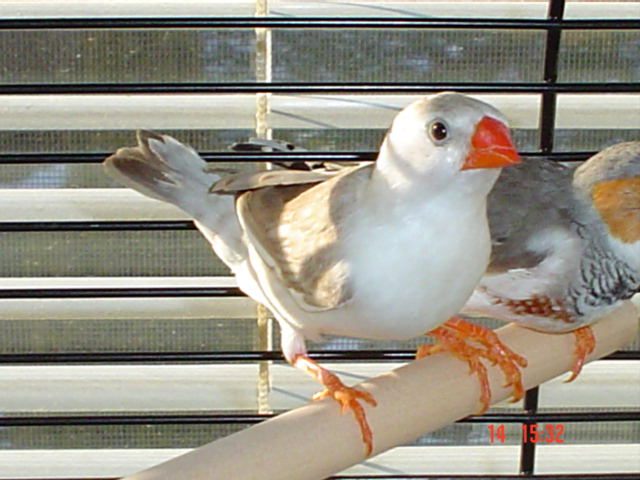 Female Finch
