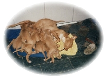 Abba-litter