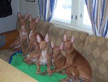 4 months old Ph pups