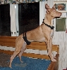 Rambo, the Chippendale hunk