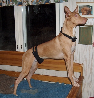 Rambo, the Chippendale hunk