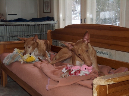 Diva & Rambo 10 years old