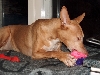 Diva