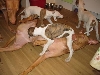 Fiona&pups