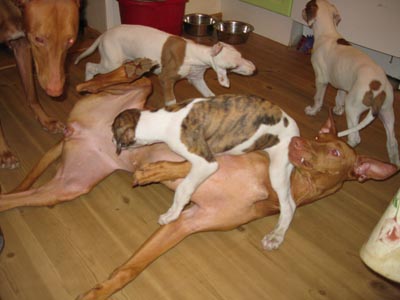 Fiona&pups