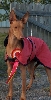 Goliat 1,5 year old