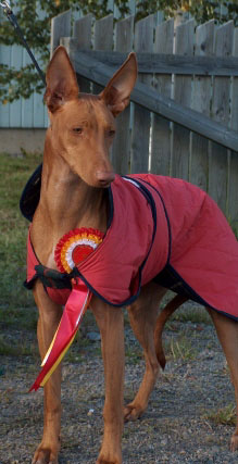 Goliat 1,5 year old