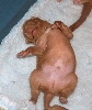 pup 1,5 weeks