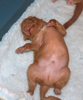 pup 1,5 weeks
