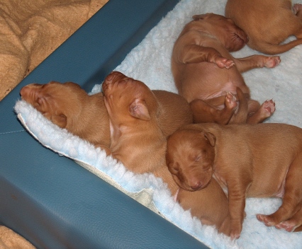 Pups 1,5 weeks