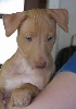 Goldie 7 weeks