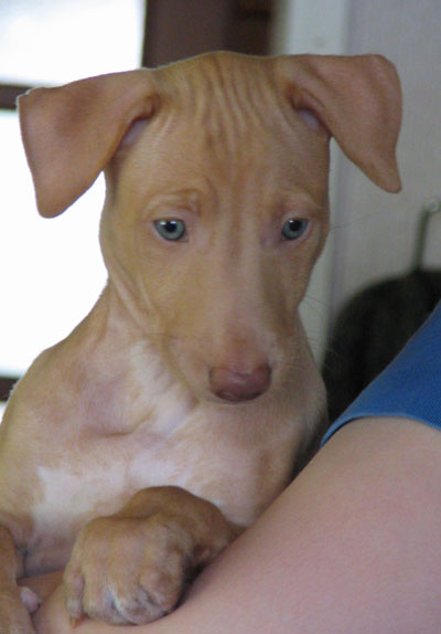 Goldie 7 weeks
