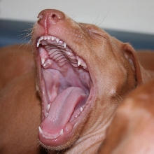 Sleepy?