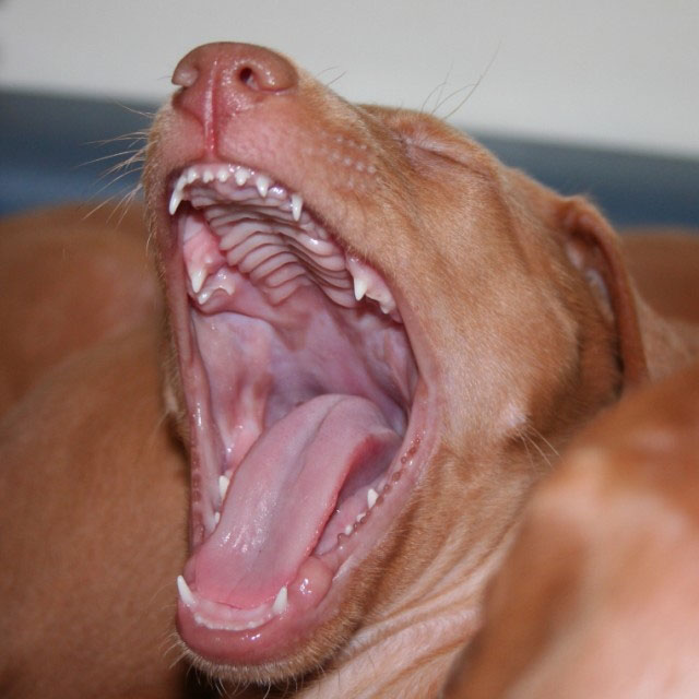 Sleepy?