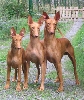 Minea, Skorpan & Fiona