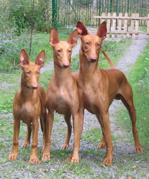 Minea, Skorpan & Fiona