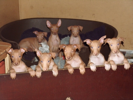 Puppies 6 weeks old