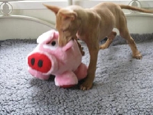 Kendi with toy