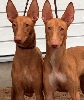 Luna & Kiara 7 months old