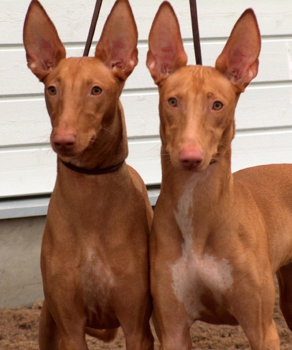 Luna & Kiara 7 months old