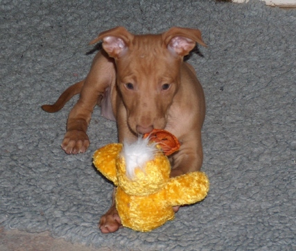 Milena