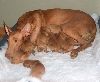 Minea with pups