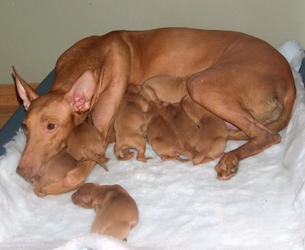 Minea with pups