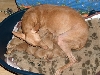 Minea with her puppies