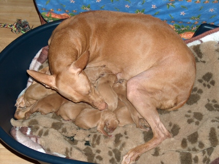 Minea with her puppies
