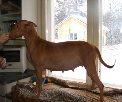 Minea 7,5 weeks pregnant