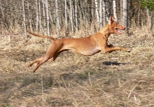 Siri running