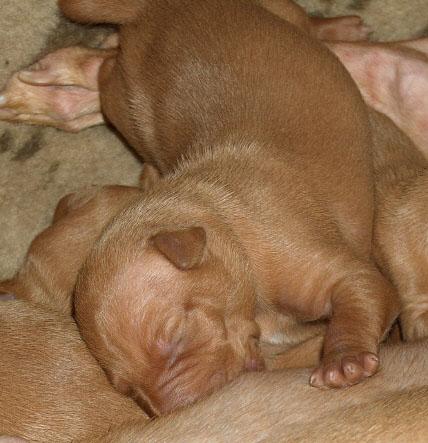 Puppy