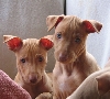 Story & Romeo