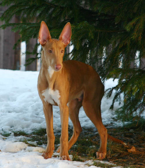 Remo again