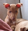 Romeo 6 weeks