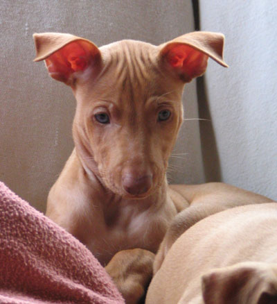 Romeo 6 weeks