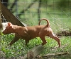 puppy Romeo