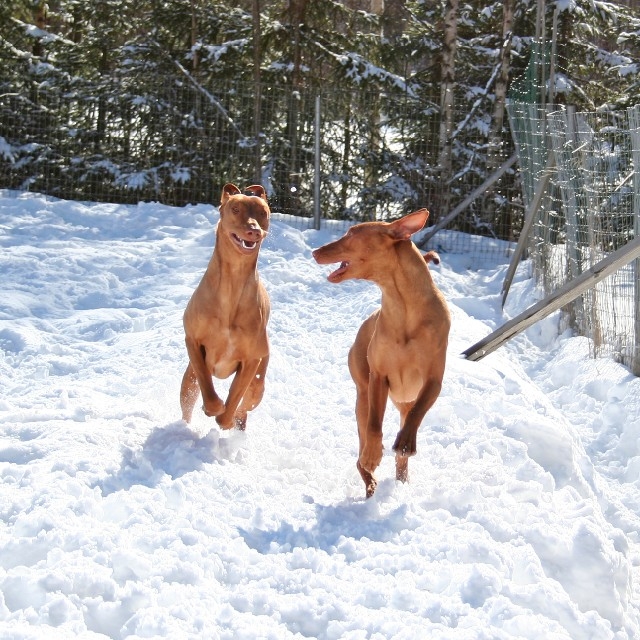 Fun in the snow
