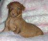 Thor 3 weeks old
