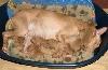 Minea&pups