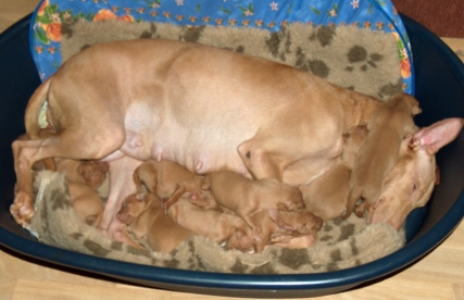 Minea&pups