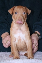 Puppy 4,5 weeks old