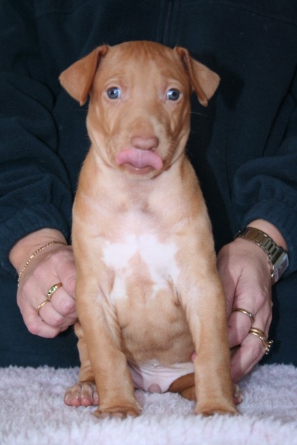 Puppy 4,5 weeks old