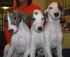 greypups2