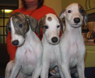 greypups2